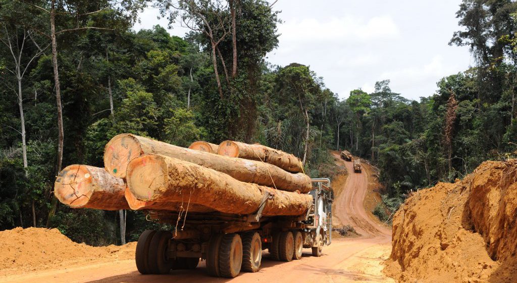 Bois ronds : le Cameroun premier fournisseur africain du Vietnam
