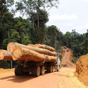 Bois ronds : le Cameroun premier fournisseur africain du Vietnam