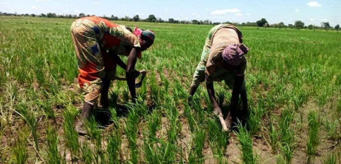 Mayo-Danay : 1,2 milliards de Fcfa pour accompagner les riziculteurs