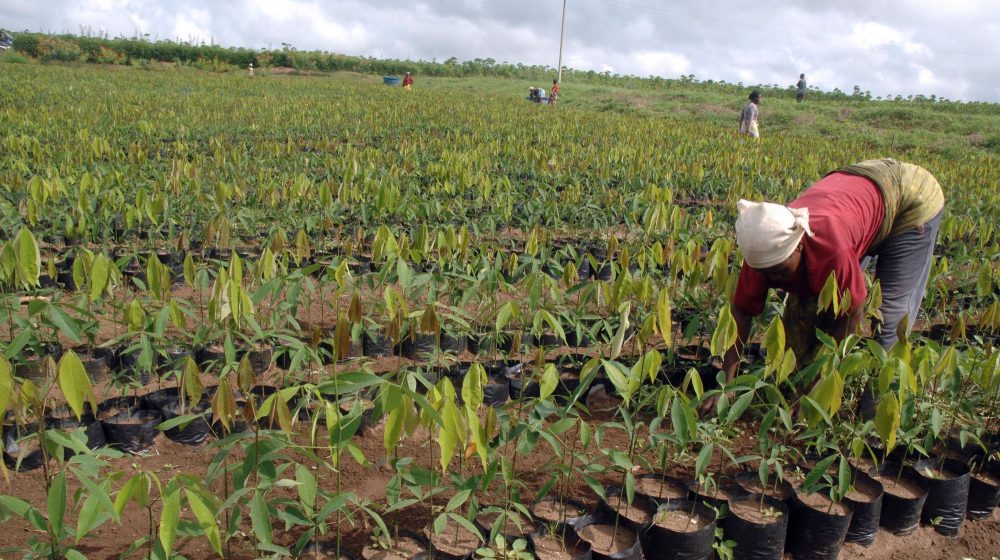 CAMEROUN – AGRICULTURE : 144 MILLIONS FCFA POUR LES AGRICULTEURS DES DEPARTEMENTS DU MOUNGO ET DU NKAM