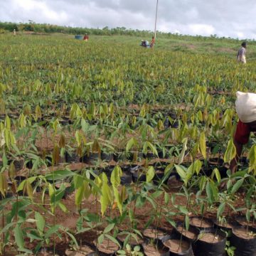 CAMEROUN – AGRICULTURE : 144 MILLIONS FCFA POUR LES AGRICULTEURS DES DEPARTEMENTS DU MOUNGO ET DU NKAM
