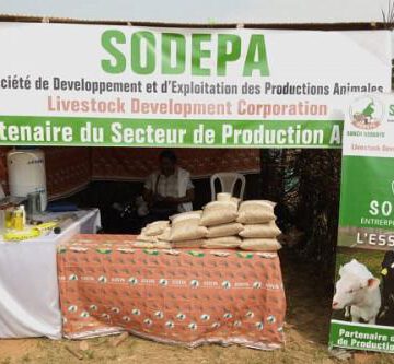 CAMEROUN-ELEVAGE: LA SODEPA VEUT BOOSTER LA FILIÈRE BOVINE EN ZONE FORESTIÈRE