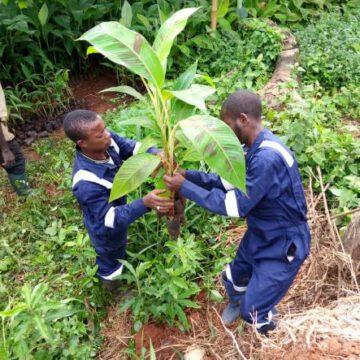 CAMEROUN – AGRICULTURE : BIENTOT UNE FILIERE BANANE PLANTAIN ET PISCICOLE AUTOUR DE KRIBI