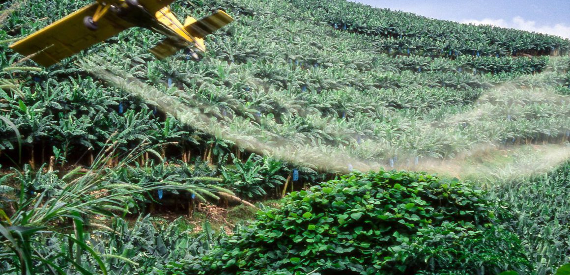 CAMEROUN-AGRICULTURE : VERS L’ACQUISITION D’UN AVION POUR AMELIORER LE TRAITEMENT DES PLANTATIONS DE BANANES