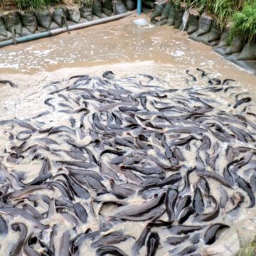 CAMEROUN-AQUACULTURE: 21,3 MILLIARDS POUR BOOSTER LA PRODUCTION