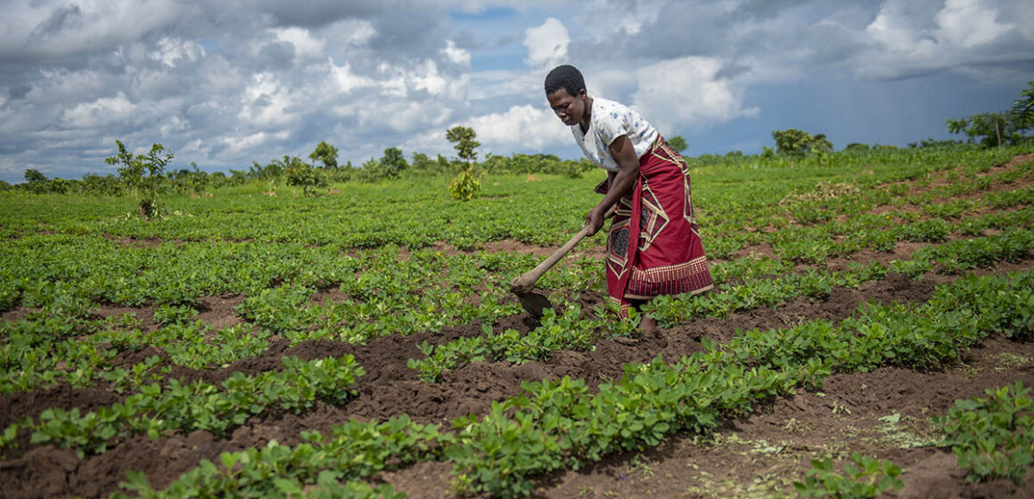 CAMEROUN-AGRICULTURE: DES DONNÉES MÉTÉOROLOGIQUES ET CLIMATIQUES POUR BOOSTER LA PRODUCTION