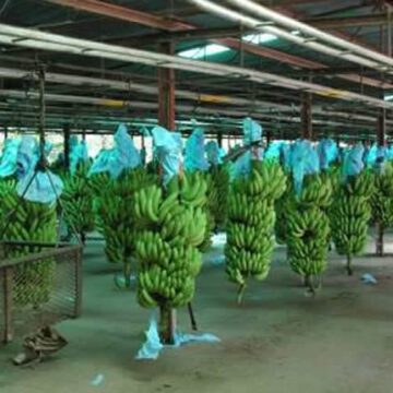 CAMEROUN-ECONOMIE: HAUSSE DE PLUS DE 27% DE L’EXPORTATION DE BANANES EN MAI 2022