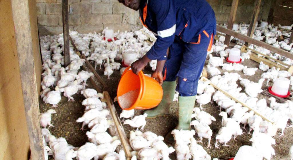 CAMEROUN -AGROALIMENTAIRE : UNE USINE D’ ALIMENTS POUR ANIMAUX