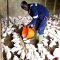 CAMEROUN -AGROALIMENTAIRE : UNE USINE D’ ALIMENTS POUR ANIMAUX